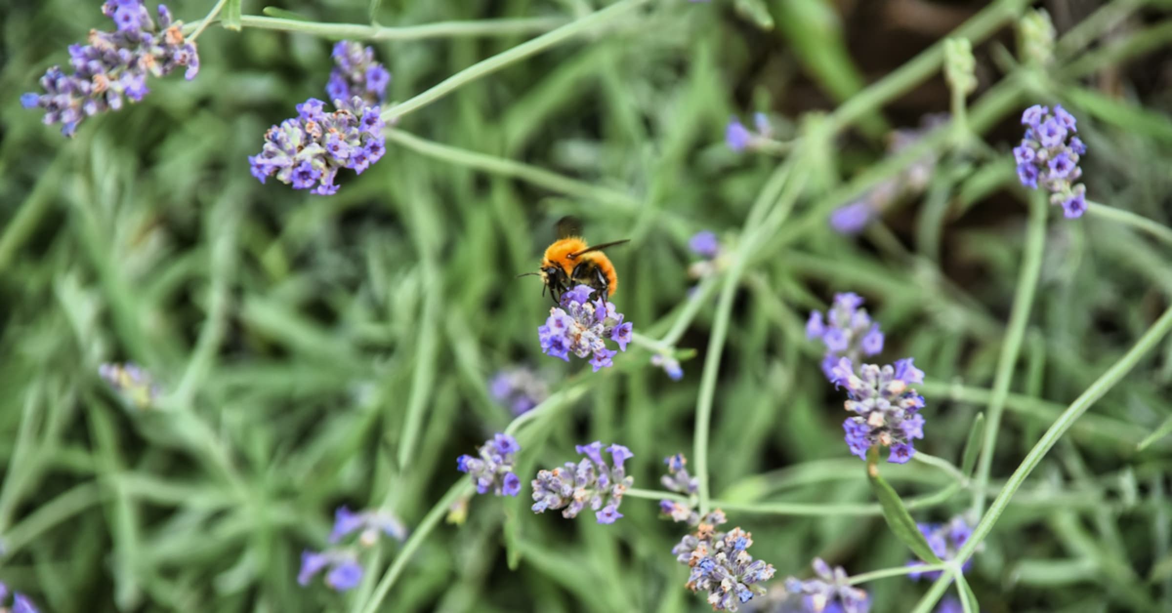 Beyond Honey Bees: How Wild Bees Contribute to Your Outdoor Experiences