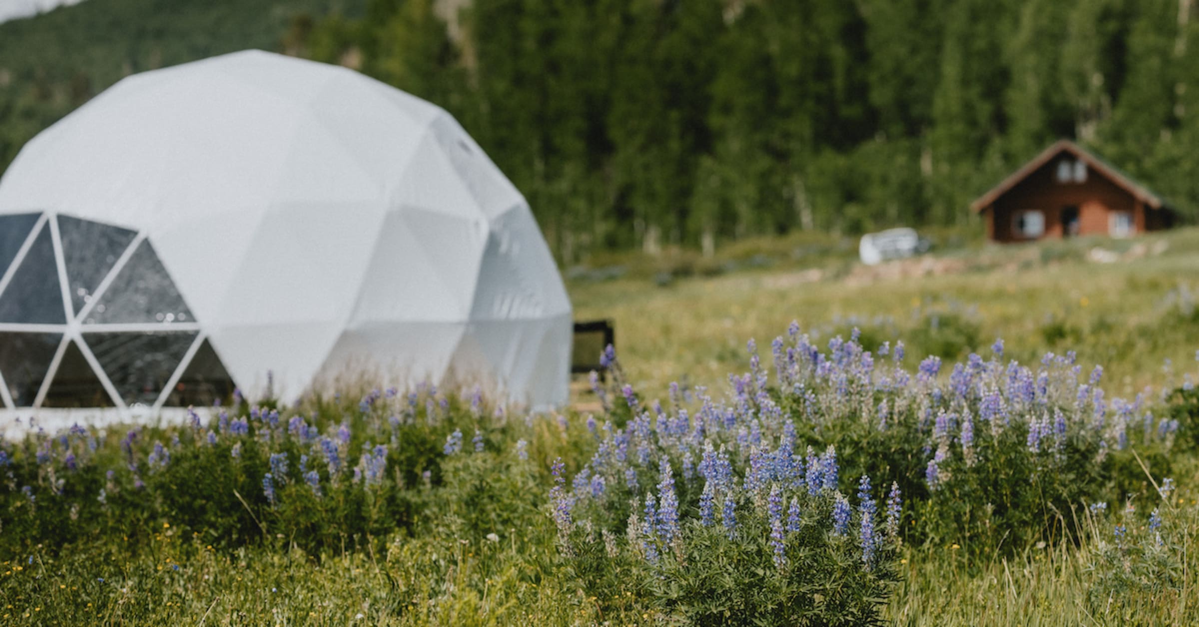Dome in the background with wildflowers in the foreground