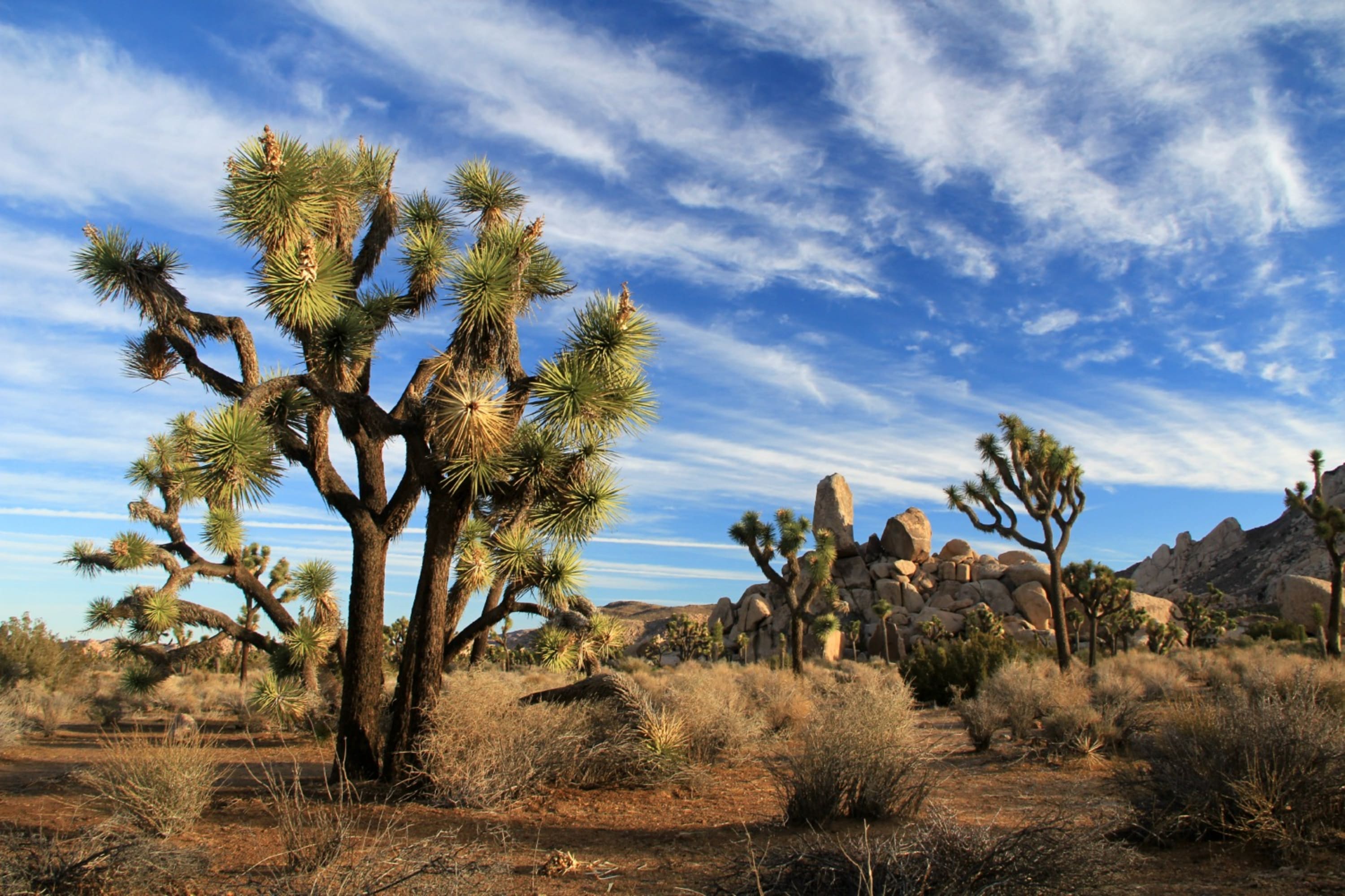 Howling At The Moon: A Joshua Tree Camping Experience