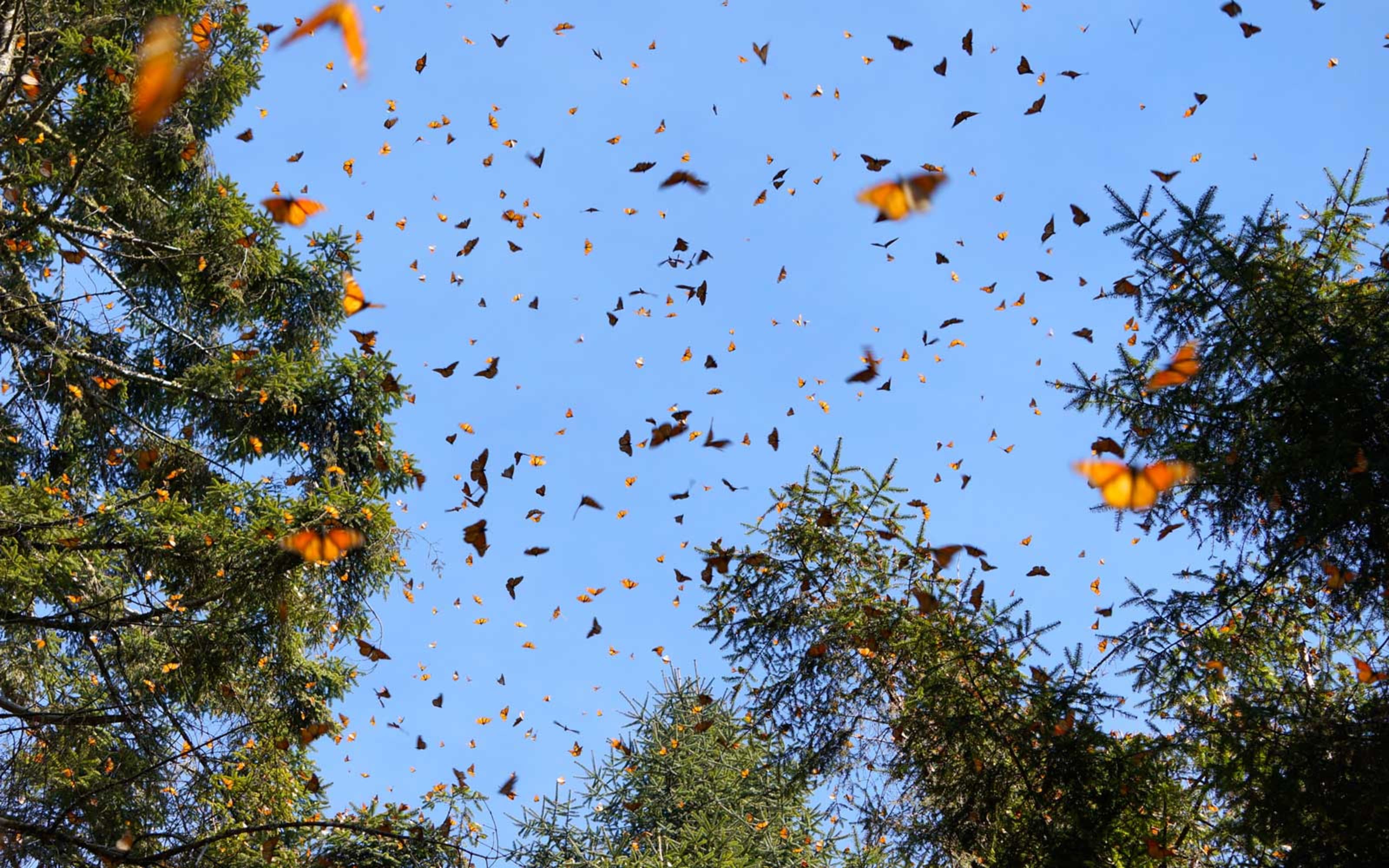 #NATUREALERT: A Massive Migration of Butterflies is Coming Through Northern California and Oregon