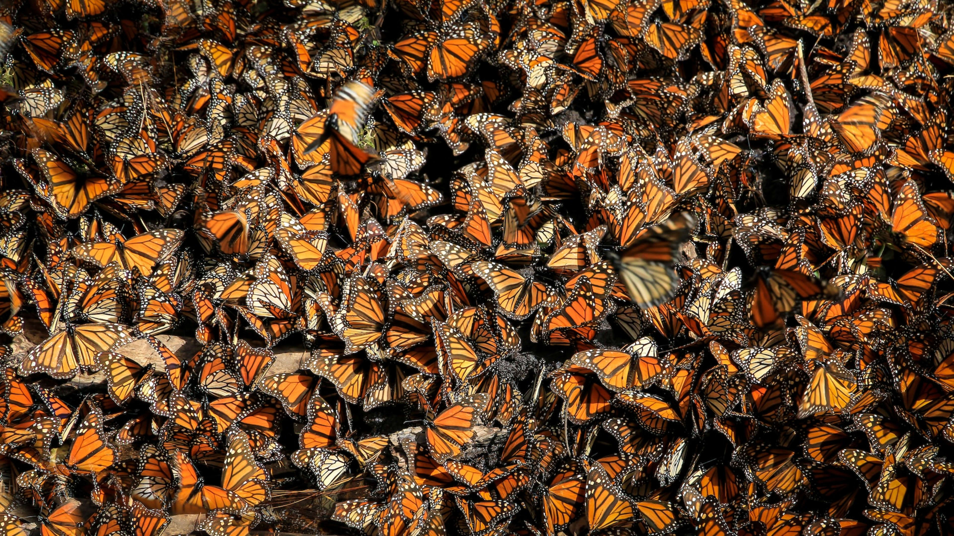 Introducing Project Monarch: A Letter from Hipcamp Ecologist Charles Post