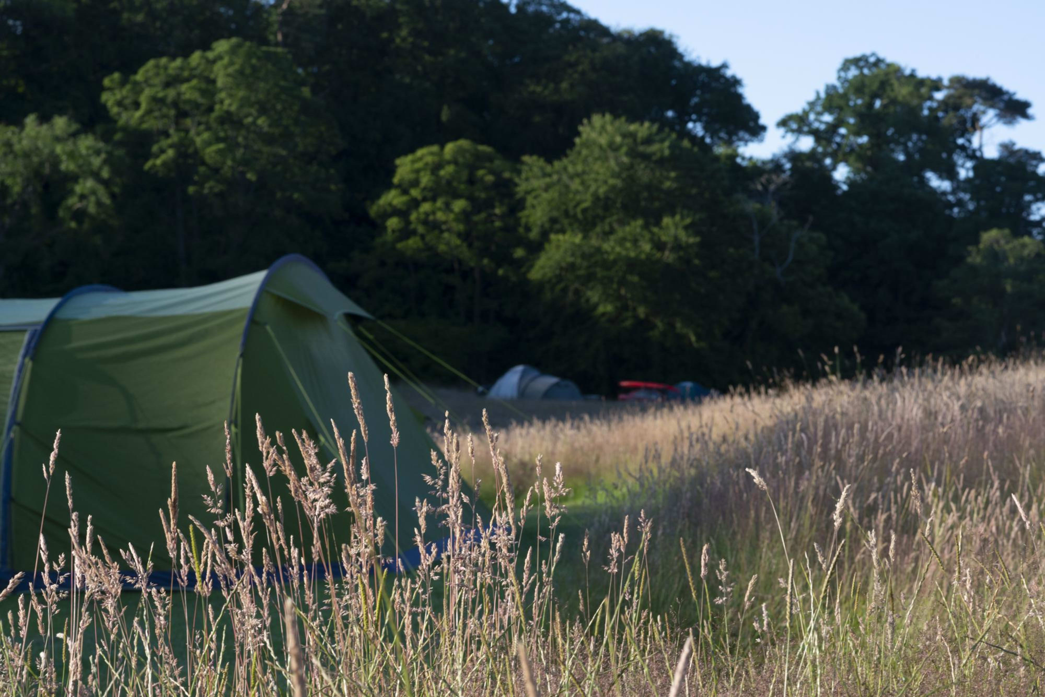 Tent camping in a wildflower meadow