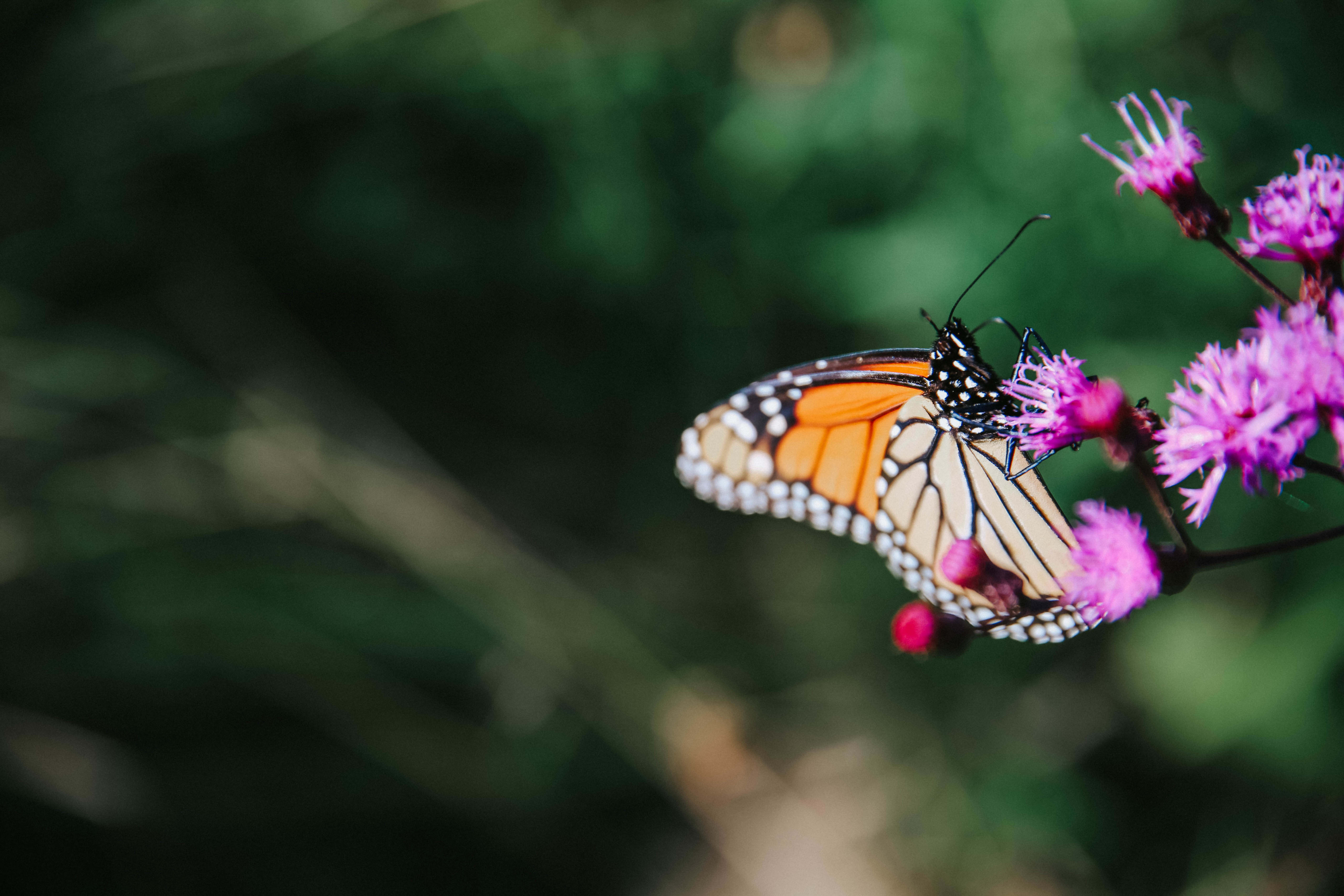 Project Monarch: The Monarch Butterfly’s Epic Migration