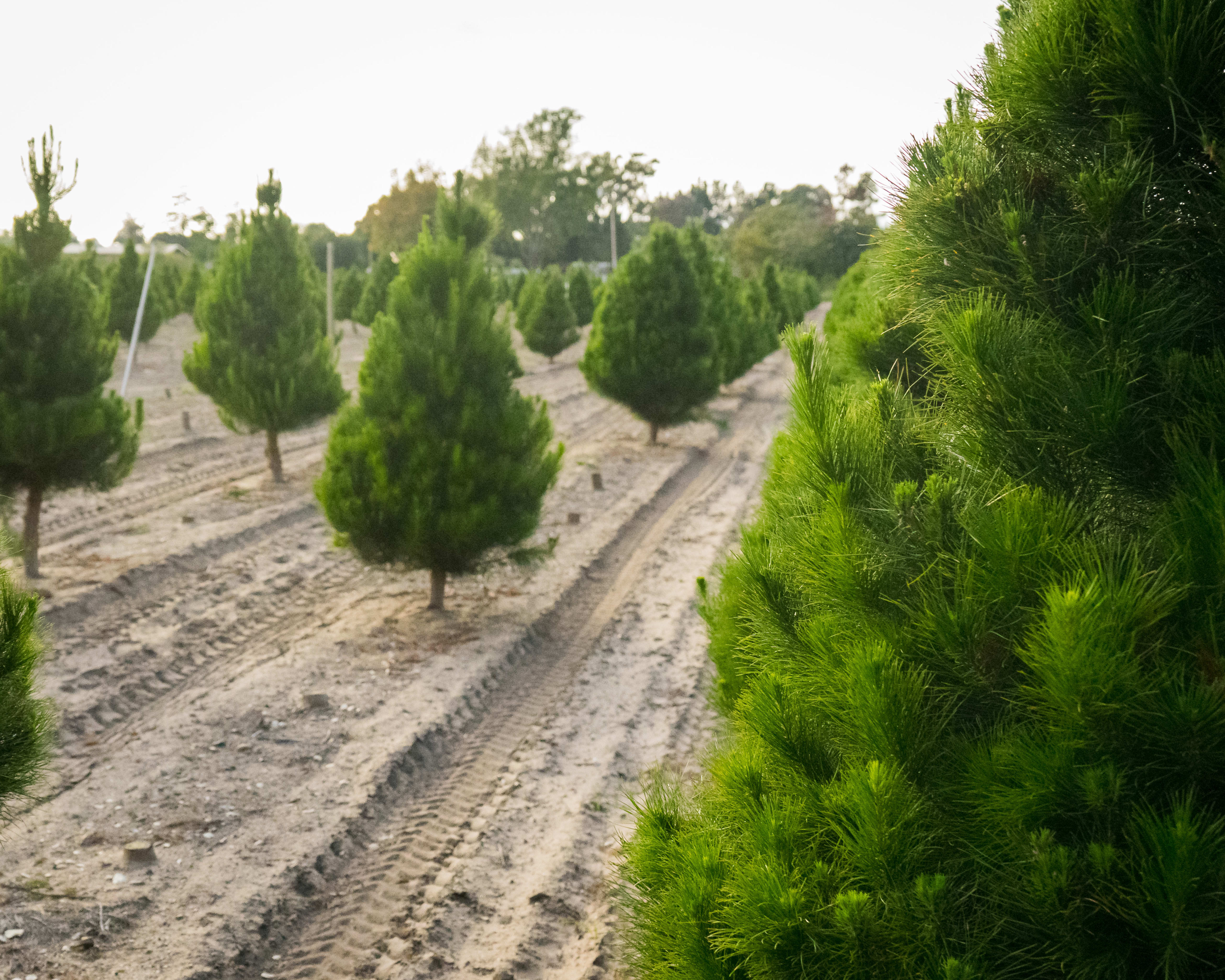 Pick Your Own Pine at These Northern California Christmas Tree Farms