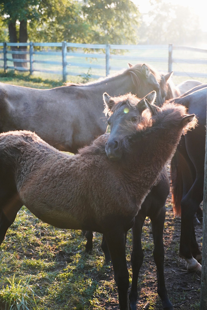 Spirit horses at TJ Stables