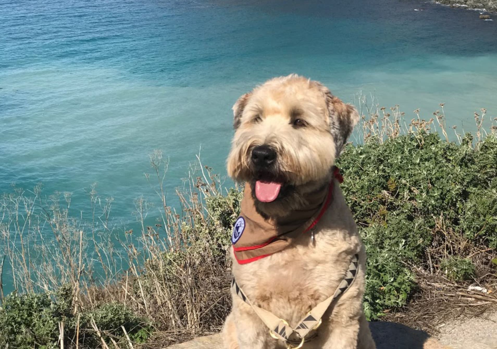 Hipcamper of the Week: Topher the Wheaten Terrier